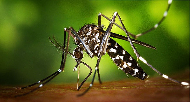 First Zika Virus Case reported in Kerala, 13 samples sent to Pune.