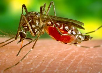 Centre rushes team to Maharashtra after first case of Zika virus found