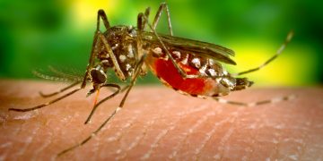 Centre rushes team to Maharashtra after first case of Zika virus found