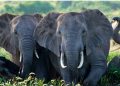 All you need to know about World Elephant Day