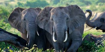 All you need to know about World Elephant Day