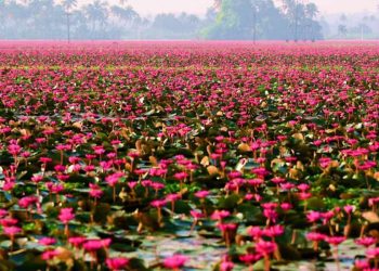 Kerala Village Turns Pink As Water Lilies Cover Paddy Fields