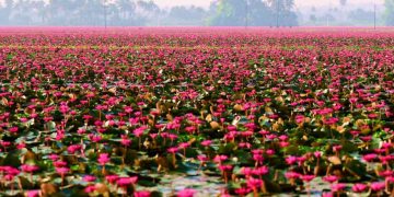 Kerala Village Turns Pink As Water Lilies Cover Paddy Fields