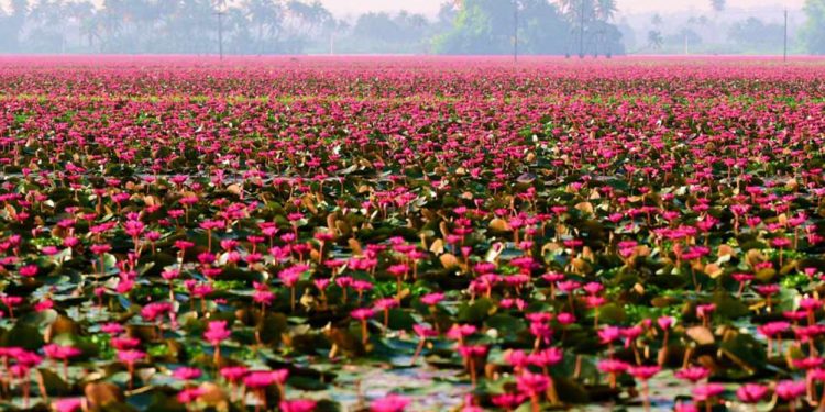 Kerala Village Turns Pink As Water Lilies Cover Paddy Fields