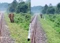 Loco Pilots Halt Train To Save Elephant Near Railway Track