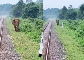 Loco Pilots Halt Train To Save Elephant Near Railway Track