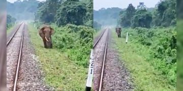 Loco Pilots Halt Train To Save Elephant Near Railway Track