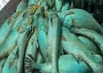 Maharashtra Man Nets ‘Fish With Heart Of Gold’, Takes Home Over ₹ 1 Crore
