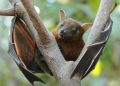 Kerala’s Nipah: Karnataka’s five districts are on high alert.