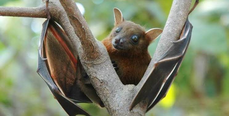 Kerala’s Nipah: Karnataka’s five districts are on high alert.