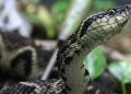 Brazilian Viper Venom May Become Tool In Fight Against Coronavirus: Study