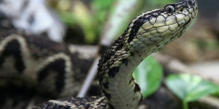 Brazilian Viper Venom May Become Tool In Fight Against Coronavirus: Study