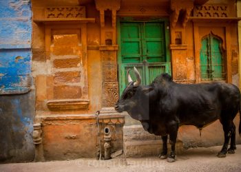 Rajasthan Mandates License For Keeping Cows And Buffalos At Home