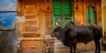 Rajasthan Mandates License For Keeping Cows And Buffalos At Home
