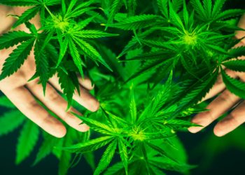 Himachal Pradesh Police Burns Rs.16 Cr Worth of Hash