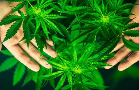 Himachal Pradesh Police Burns Rs.16 Cr Worth of Hash