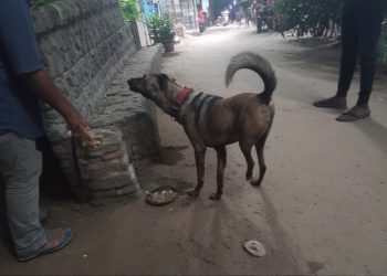 Supreme Court Reserves Order on Stray Dog Removal Directive in Delhi-NCR