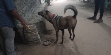 Supreme Court Reserves Order on Stray Dog Removal Directive in Delhi-NCR
