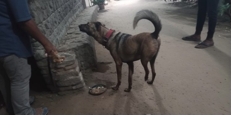Supreme Court Reserves Order on Stray Dog Removal Directive in Delhi-NCR