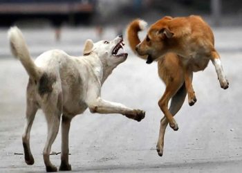 Animal Cruelty: Case Filed After Alleged Killing of Hundreds of Stray Dogs in Hanamkonda