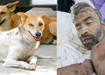 Elderly Man Killed in Stray Dog Attack in Delhi’s Dwarka Sector 19