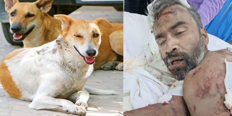 Elderly Man Killed in Stray Dog Attack in Delhi’s Dwarka Sector 19