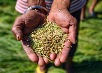 Modern Seeds to Boost Crop Yield in Uttar Pradesh, Says Yogi Adityanath