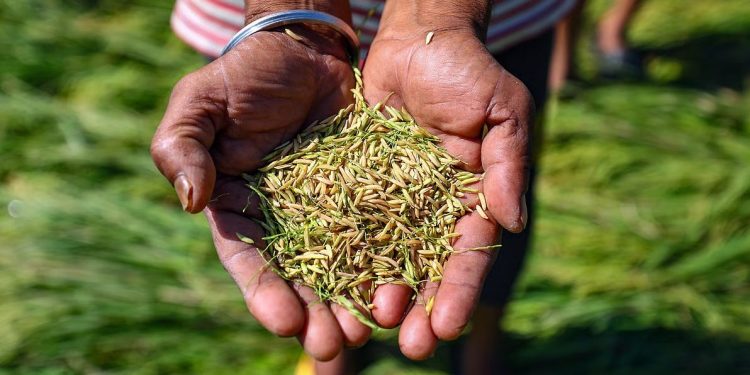 Modern Seeds to Boost Crop Yield in Uttar Pradesh, Says Yogi Adityanath